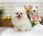 Small Photo #4 Pomeranian Puppy For Sale in SEATTLE, WA, USA