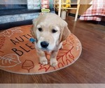 Small Photo #2 Golden Retriever Puppy For Sale in COLORADO SPRINGS, CO, USA