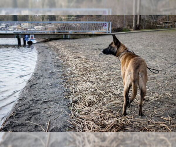 Medium Photo #12 German Shepherd Dog-Unknown Mix Puppy For Sale in Seattle, WA, USA