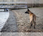 Small #11 German Shepherd Dog Mix