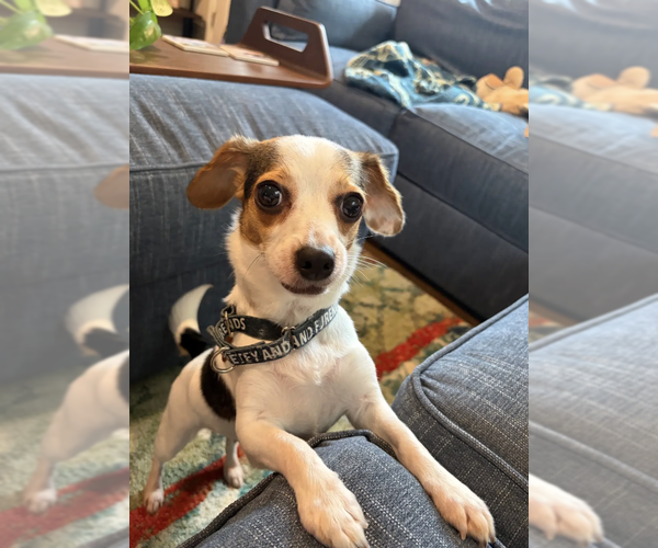 Medium Photo #4 Cheagle Puppy For Sale in Rockville, MD, USA