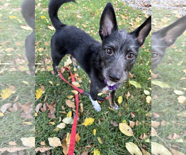 Medium Photo #3 Mutt Puppy For Sale in Brooklyn Center, MN, USA