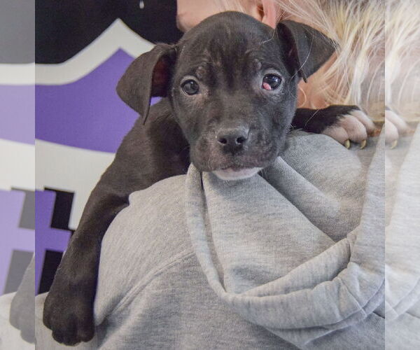 Medium Photo #5 American Staffordshire Terrier-Boxer Mix Puppy For Sale in Huntley, IL, USA