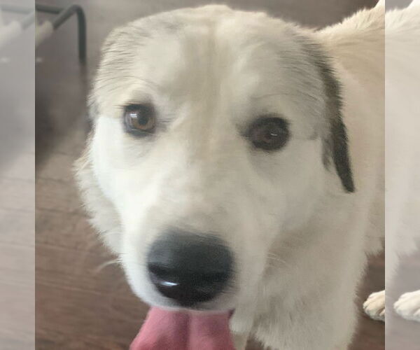 Medium Photo #1 Great Pyrenees-Unknown Mix Puppy For Sale in Dallas, TX, USA