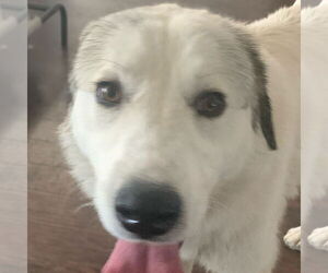 Great Pyrenees-Unknown Mix Dogs for adoption in Garland, TX, USA