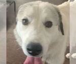 Small Great Pyrenees Mix