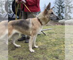 Small #3 German Shepherd Dog Mix