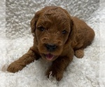 Puppy Puppy 2 Goldendoodle (Miniature)