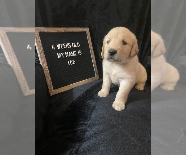 Medium Photo #5 Golden Retriever Puppy For Sale in WINTER PARK, FL, USA