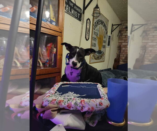 Medium Photo #2 Mutt Puppy For Sale in FRAMINGHAM, MA, USA