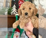 Small Photo #5 Goldendoodle Puppy For Sale in CROCKETT, TX, USA