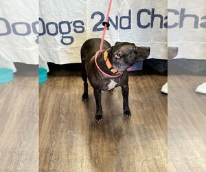 Indie - Female Labrador Retriever-Unknown Mix Dog for Adoption - Photo #11