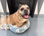 Small #1 Bulldog