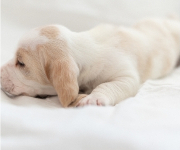 Medium Photo #4 Basset Hound Puppy For Sale in BUENA PARK, CA, USA