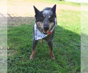 Mutt Dogs for adoption in San Antonio, TX, USA