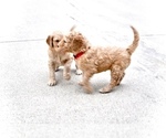 Small Photo #12 Goldendoodle Puppy For Sale in ALBERT LEA, MN, USA