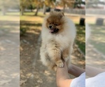 Small Photo #10 Pomeranian Puppy For Sale in SHERMAN OAKS, CA, USA