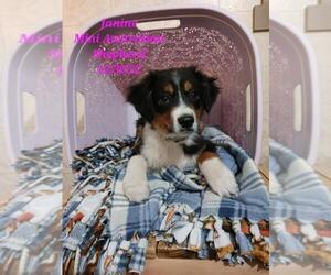 Miniature Australian Shepherd Puppy for Sale in SHIPSHEWANA, Indiana USA