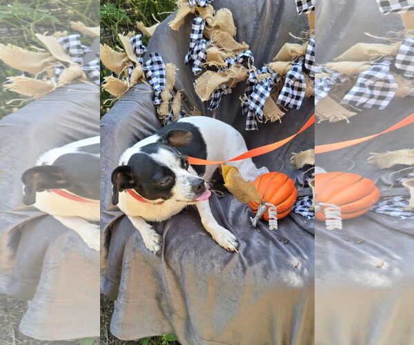 Medium Photo #2 Chihuahua-Unknown Mix Puppy For Sale in Missouri City, TX, USA