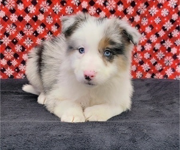 Medium Photo #8 Border Collie Puppy For Sale in BLAKESBURG, IA, USA