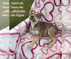 Siberian Husky-Unknown Mix Dogs for adoption in pomfret, CT, USA