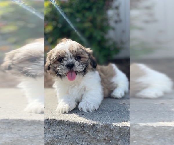 Medium Photo #4 Shih Tzu Puppy For Sale in CANOGA, NY, USA