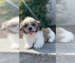 Small #3 Shih Tzu