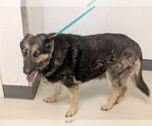 German Shepherd Dog-Unknown Mix Dogs for adoption in Corona, CA, USA