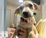 Small #1 Mutt