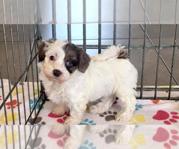 Medium Photo #2 Poovanese Puppy For Sale in ORO VALLEY, AZ, USA