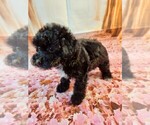Small Photo #6 Havanese-Poodle (Toy) Mix Puppy For Sale in TECUMSEH, MI, USA