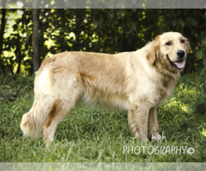 Mother of the Golden Retriever puppies born on 02/08/2023