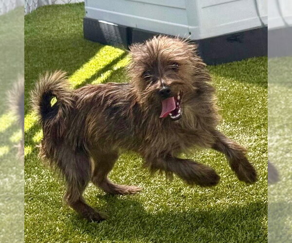 Medium Photo #2 Cairn Terrier-Unknown Mix Puppy For Sale in Canton, CT, USA