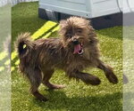Small #1 Cairn Terrier Mix