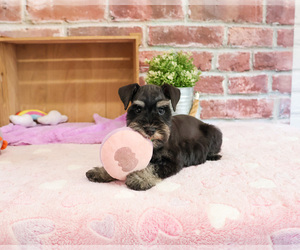 Schnauzer (Miniature) Puppy for sale in SYRACUSE, IN, USA