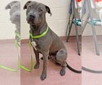 Small Photo #1 American Staffordshire Terrier Puppy For Sale in Ogden, UT, USA