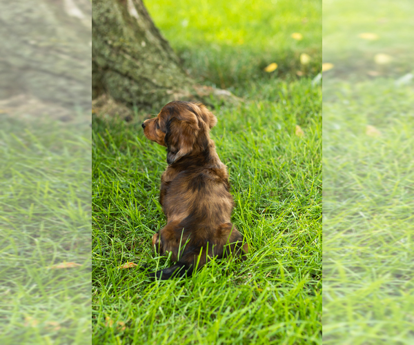 Medium Photo #4 Dachshund Puppy For Sale in BREMEN, IN, USA