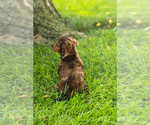 Small #3 Dachshund