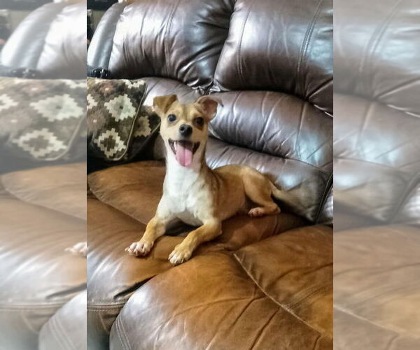 Medium Photo #1 Chihuahua Puppy For Sale in San Diego, CA, USA