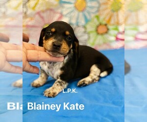 Dachshund Puppy for sale in WINNSBORO, LA, USA
