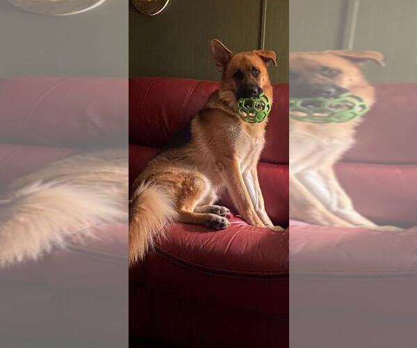 Medium Photo #23 German Shepherd Dog Puppy For Sale in LA FAYETTE, NY, USA