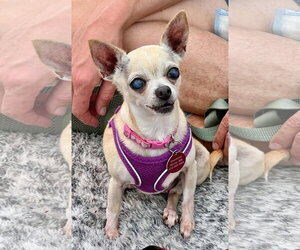 Chihuahua Dogs for adoption in St. Louis Park, MN, USA