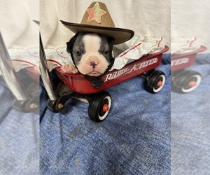 Boston Terrier Puppy for sale in FREDONIA, KS, USA