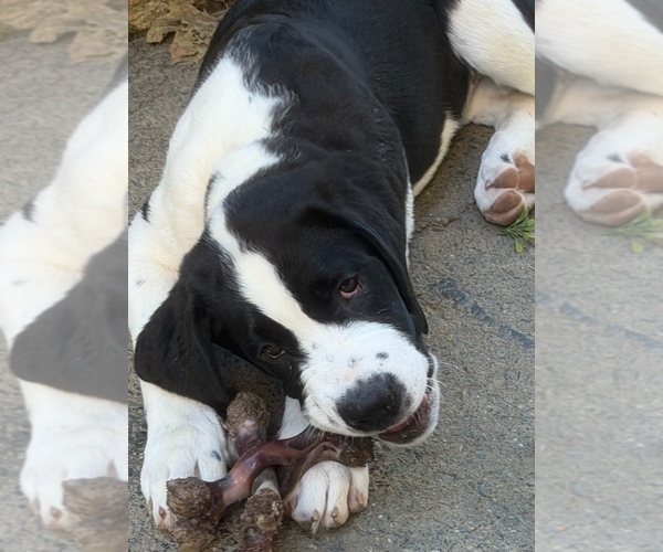 Medium Photo #49 Cane Corso-Saint Bernard Mix Puppy For Sale in WORCESTER, MA, USA