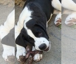 Puppy Katara Cane Corso-Saint Bernard Mix