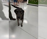 Small Labrador Retriever