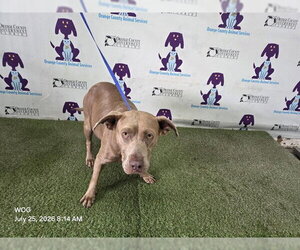 Mutt Dogs for adoption in Orlando, FL, USA