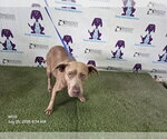 Small Mutt