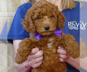 Goldendoodle (Miniature) Puppy for sale in ROY, UT, USA