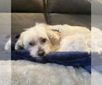 Small #7 Maltese
